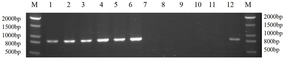 Method for identifying mating types of Lepista sordida protoplast monokaryons and special primer pair SR-1*10 therefor