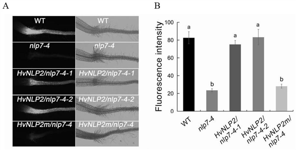 A transcription factor hvnlp2 derived from barley involved in the regulation of nitrate nitrogen and its use