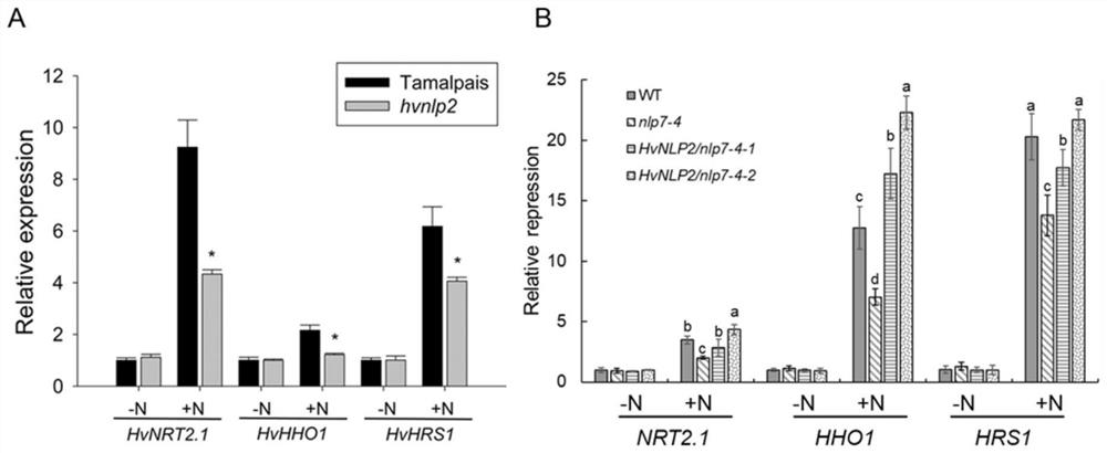 A transcription factor hvnlp2 derived from barley involved in the regulation of nitrate nitrogen and its use