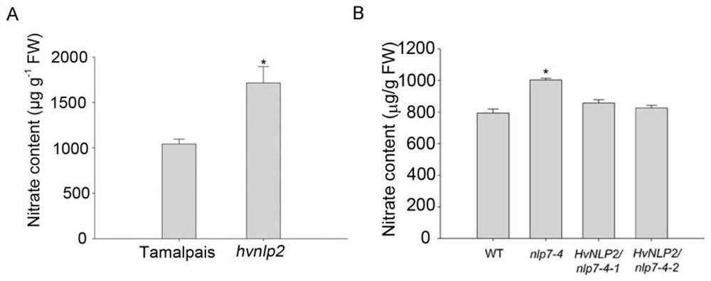 A transcription factor hvnlp2 derived from barley involved in the regulation of nitrate nitrogen and its use