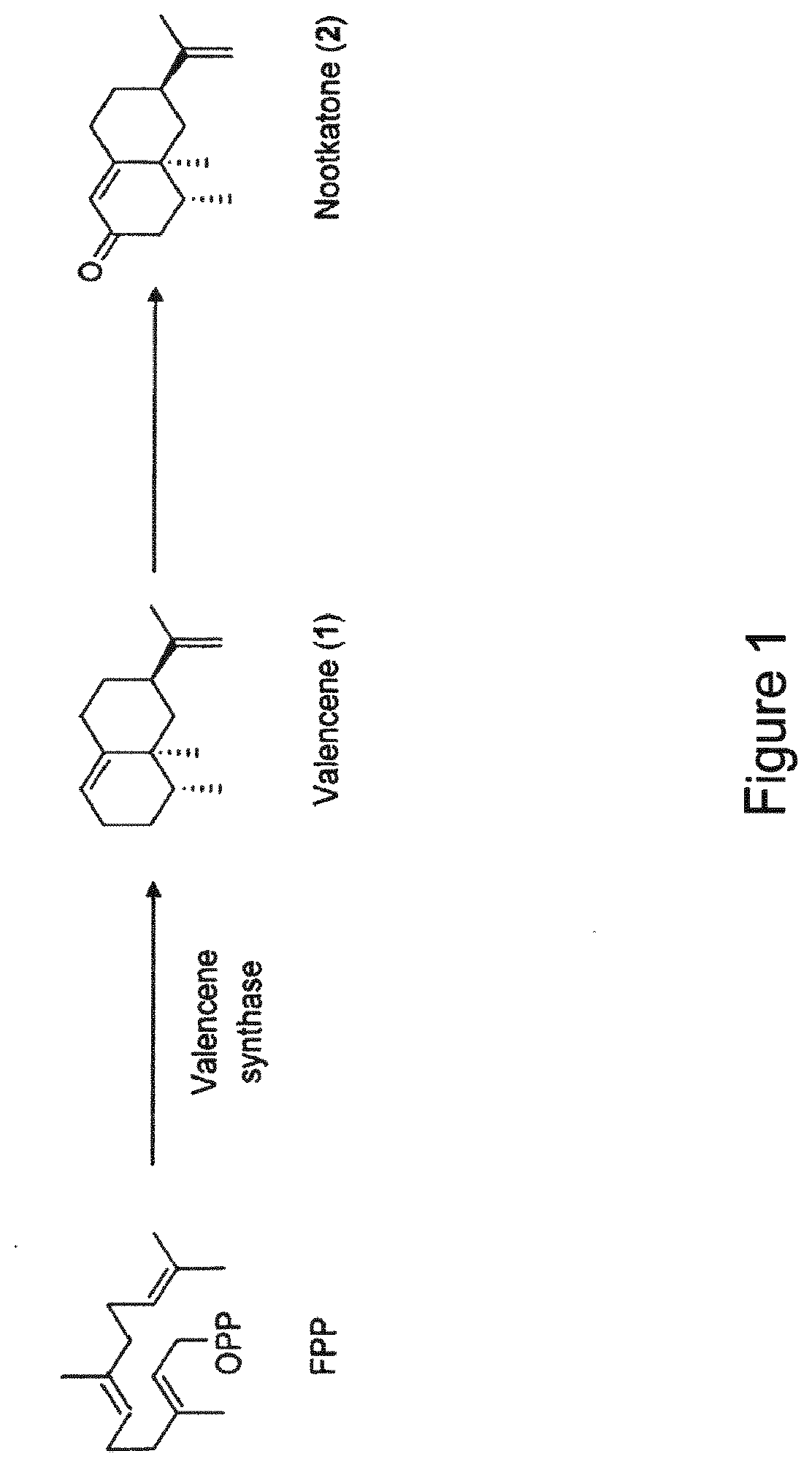 Compositions and methods for repelling and killing ticks and detachment of feeding ticks