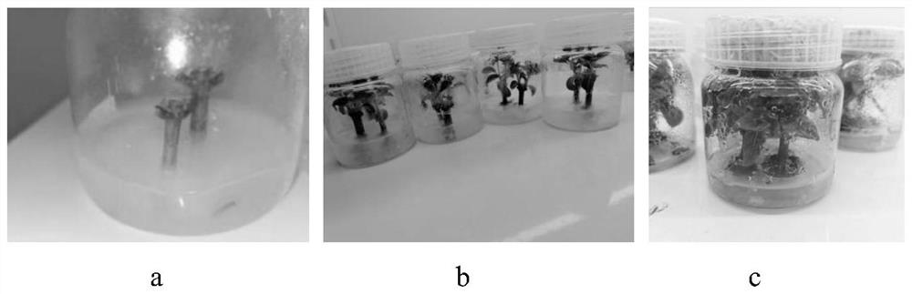 In vitro shoot culturing method of hydrangea paniculata