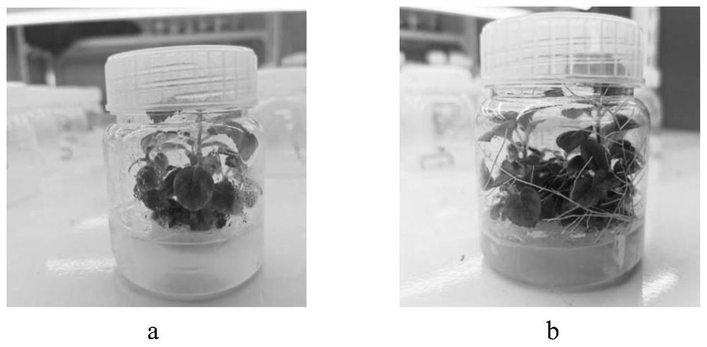 In vitro shoot culturing method of hydrangea paniculata