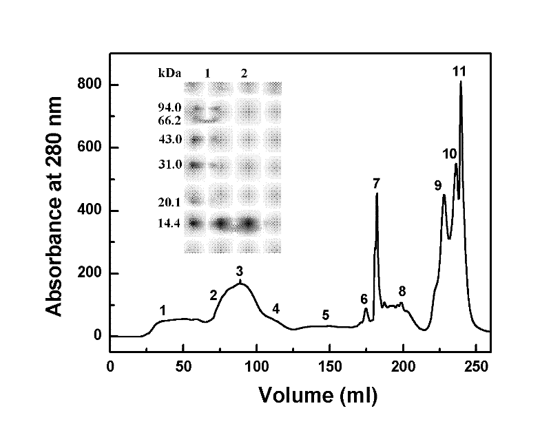 Preparation method of recombinant staphylokinase dimer and site-specific modificaton of polyethylene glycol