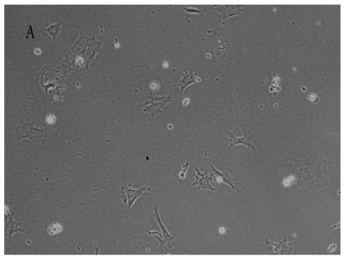 Sub-totipotent stem cell special medium and special culture method thereof