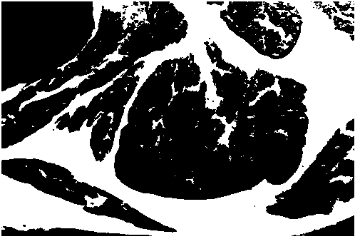 Image processing method used for segmenting and grading beef musculi oculi marbling
