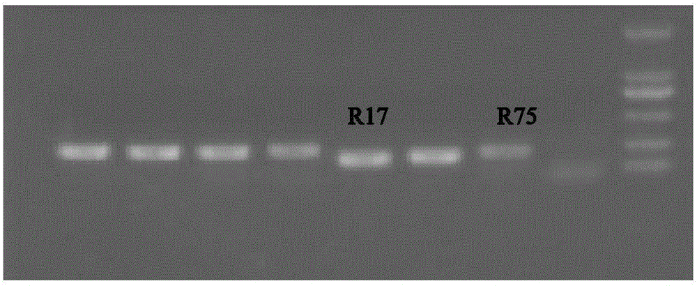 EST-SSR (expressed sequence tag-simple sequence repeats) molecular markers for heat-resistant radish, primers of molecular markers and application thereof