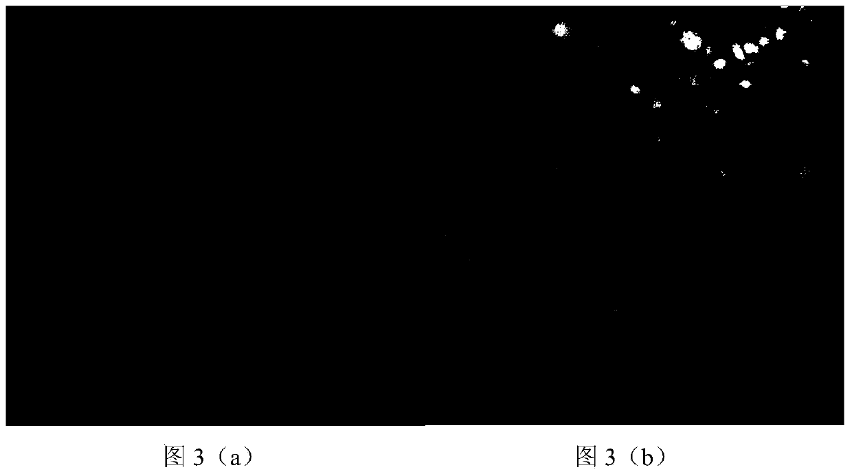 Three-mode digital holography microscopy imaging system