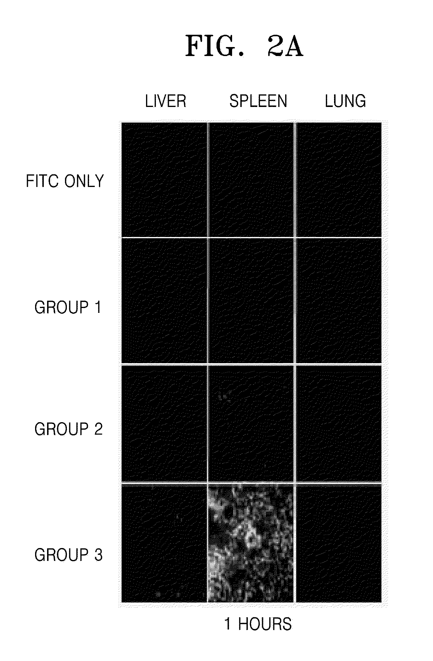 Fusion protein comprising ubiquitin or ubiquitin-like protein, membrane translocation sequence and biologically active molecule and use thereof