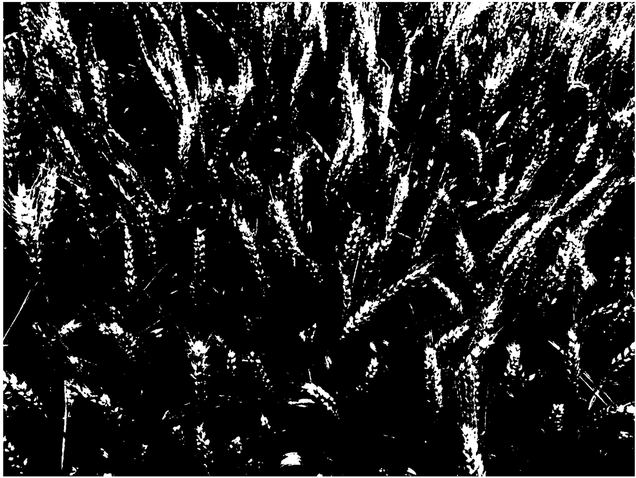 Large-scale fusarium graminearum inoculation method