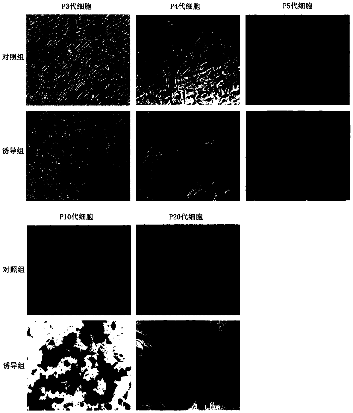 Method for simply preparing cytokines from placenta mesenchymal stem cells