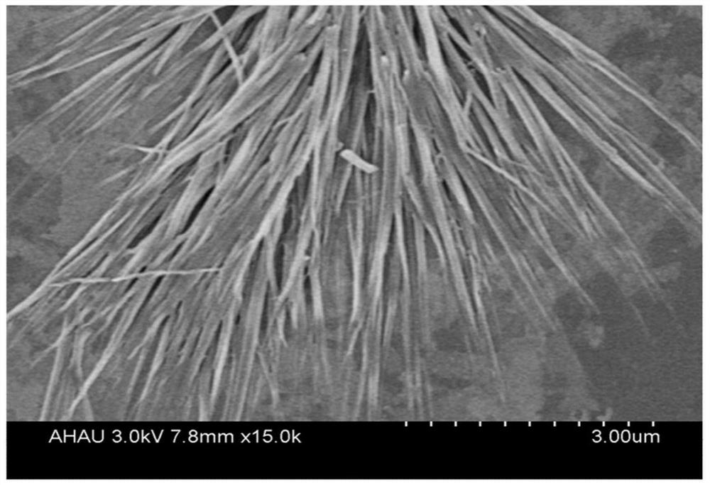 A kind of epigallocatechin gallate nanowire preparation and its preparation method and application