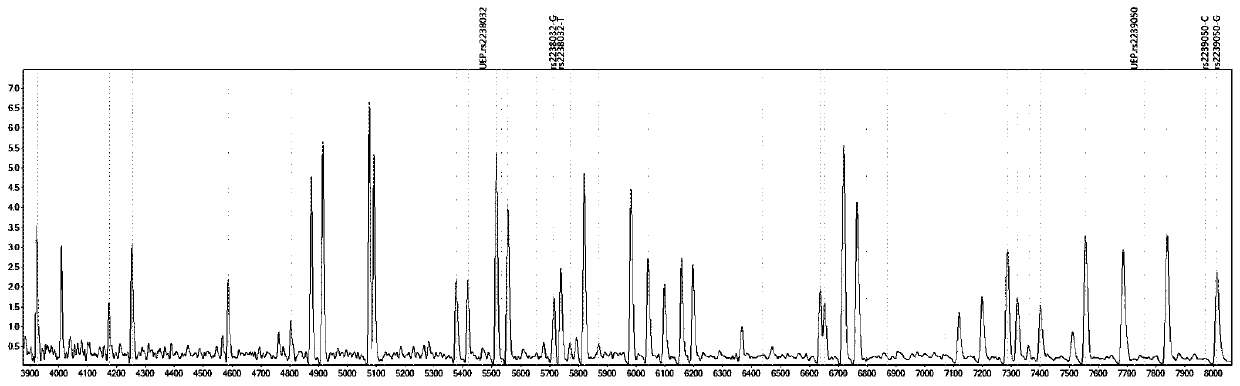 Mass spectrography method for differentiation of individualized medication of lacidipine through primer composition