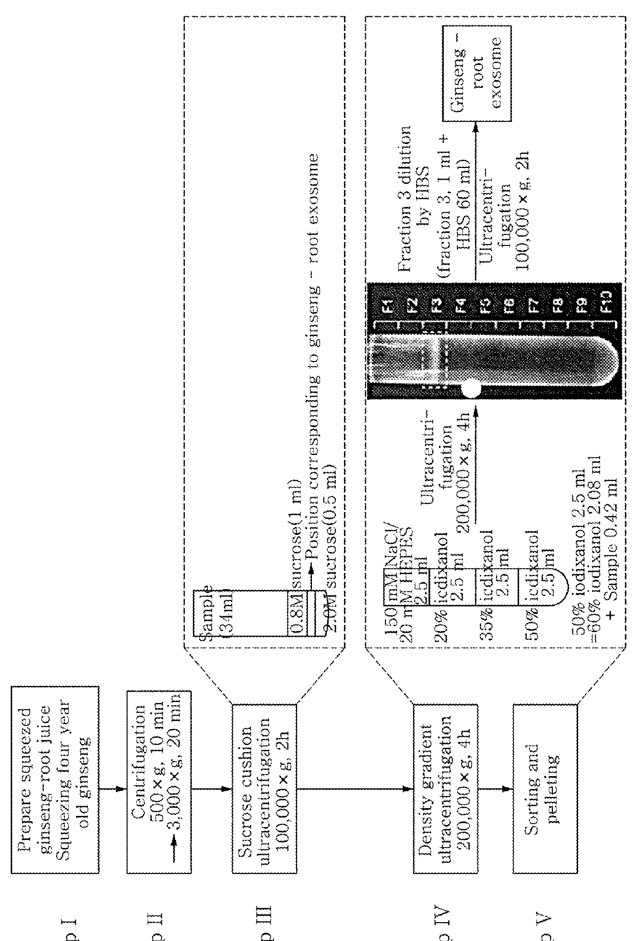 Lightening composition comprising ginseng-derived exosome-like vesicles