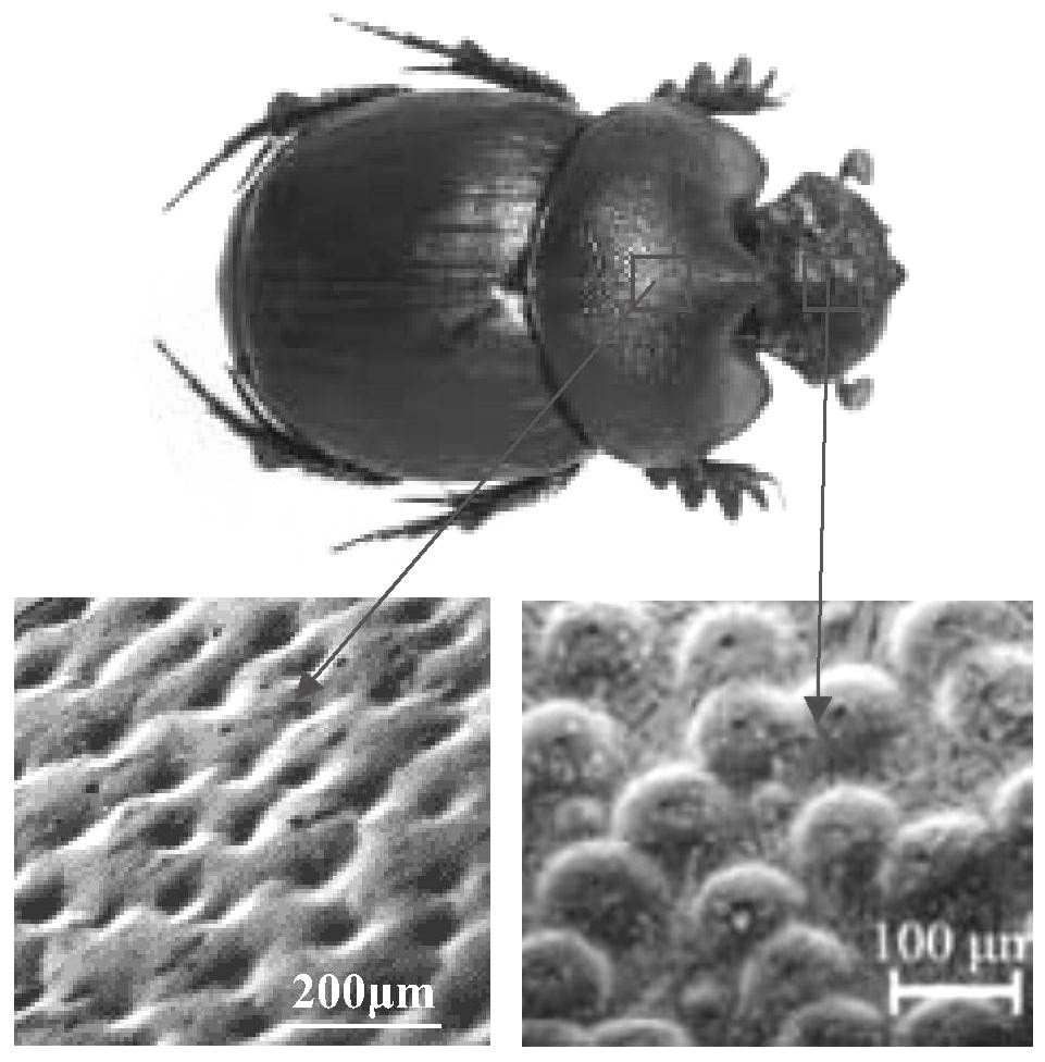 Bionic bone cutting tool based on dung beetle surface microstructure and preparation method of bionic bone cutting tool