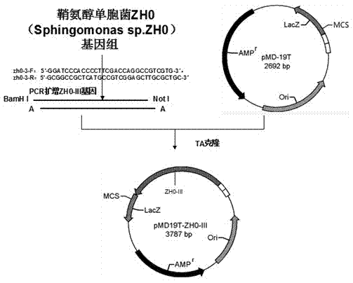 Sphingomonas alginate lyase gene ZH0-III as well as prokaryotic expression vector and application thereof
