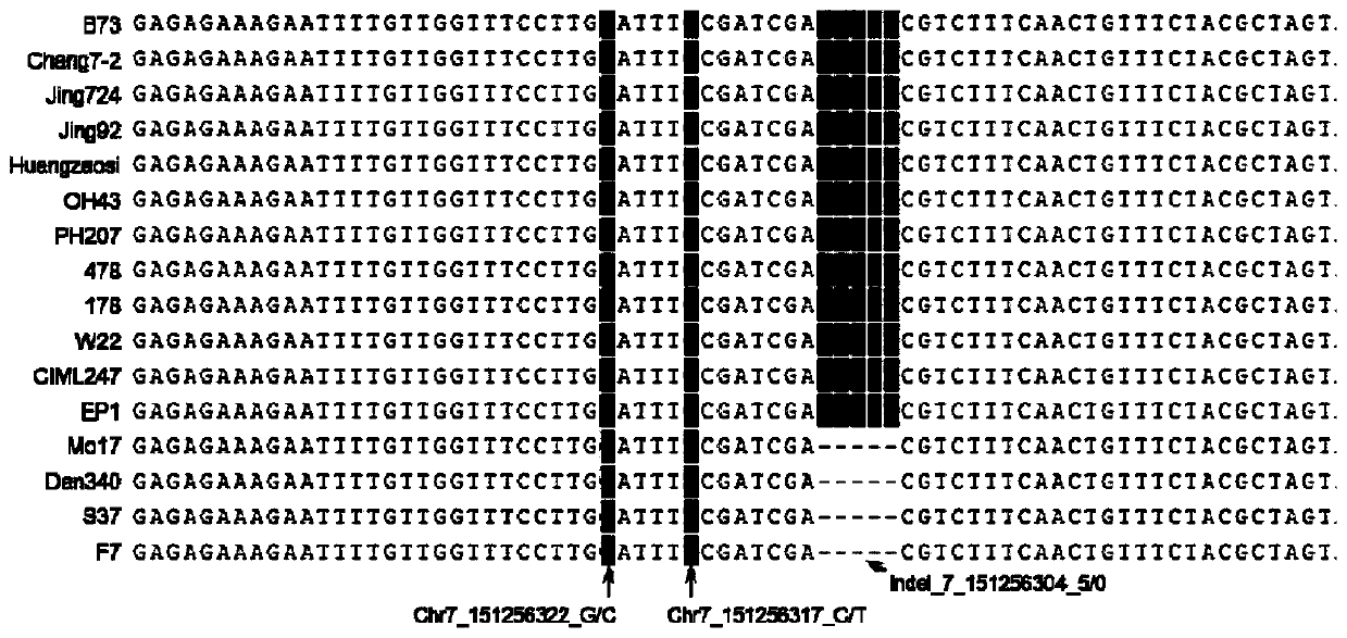Gene for regulating and controlling corn flowering period, promoter, and application of gene and promoter