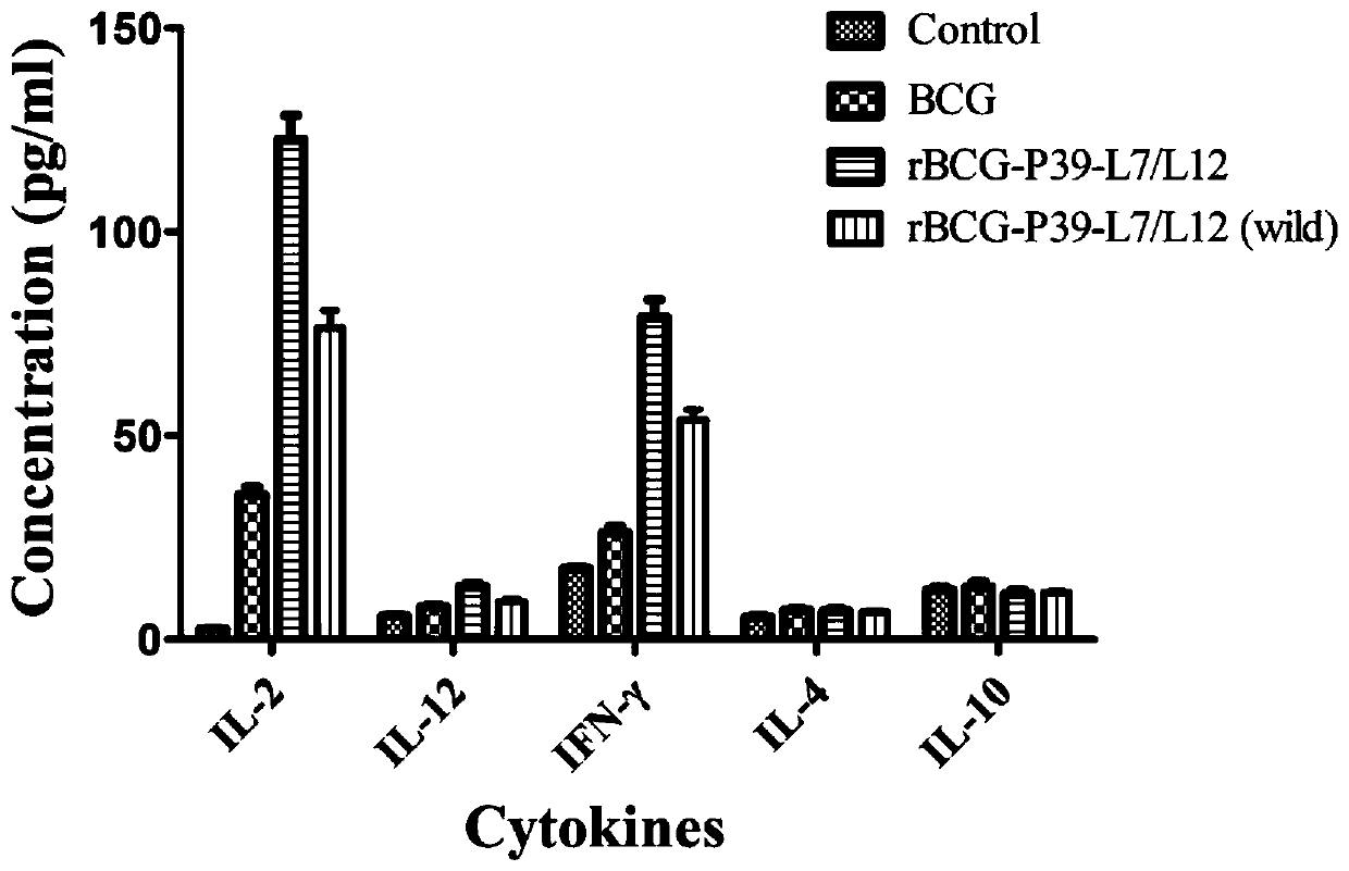 rbcg expressing brucella melis p39 and l7/l12 fusion gene and its construction method