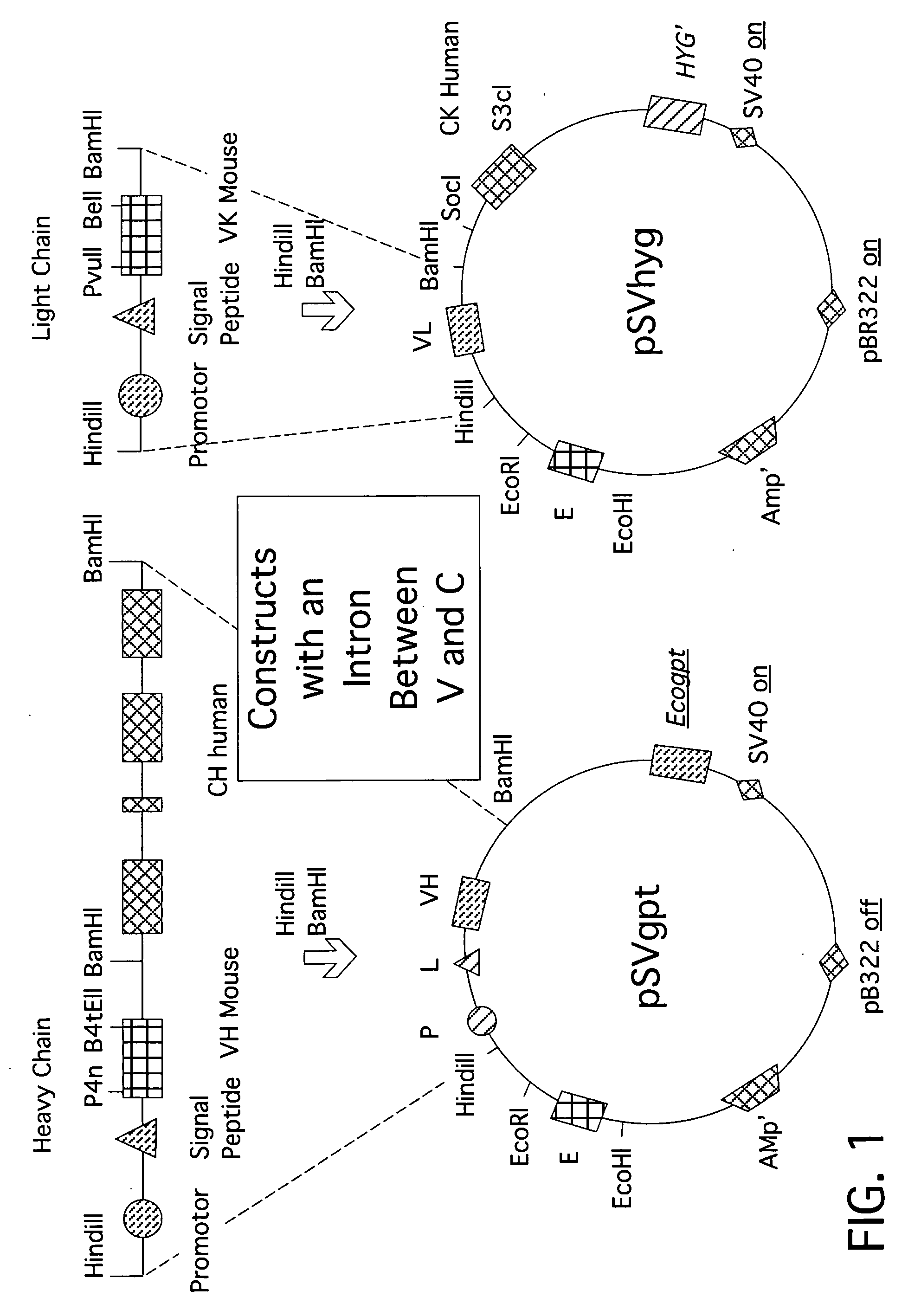 Recombinant DNA-molecule complex for the expression of anti-human-interferon-gamma chimeric antibodies or antibody fragments