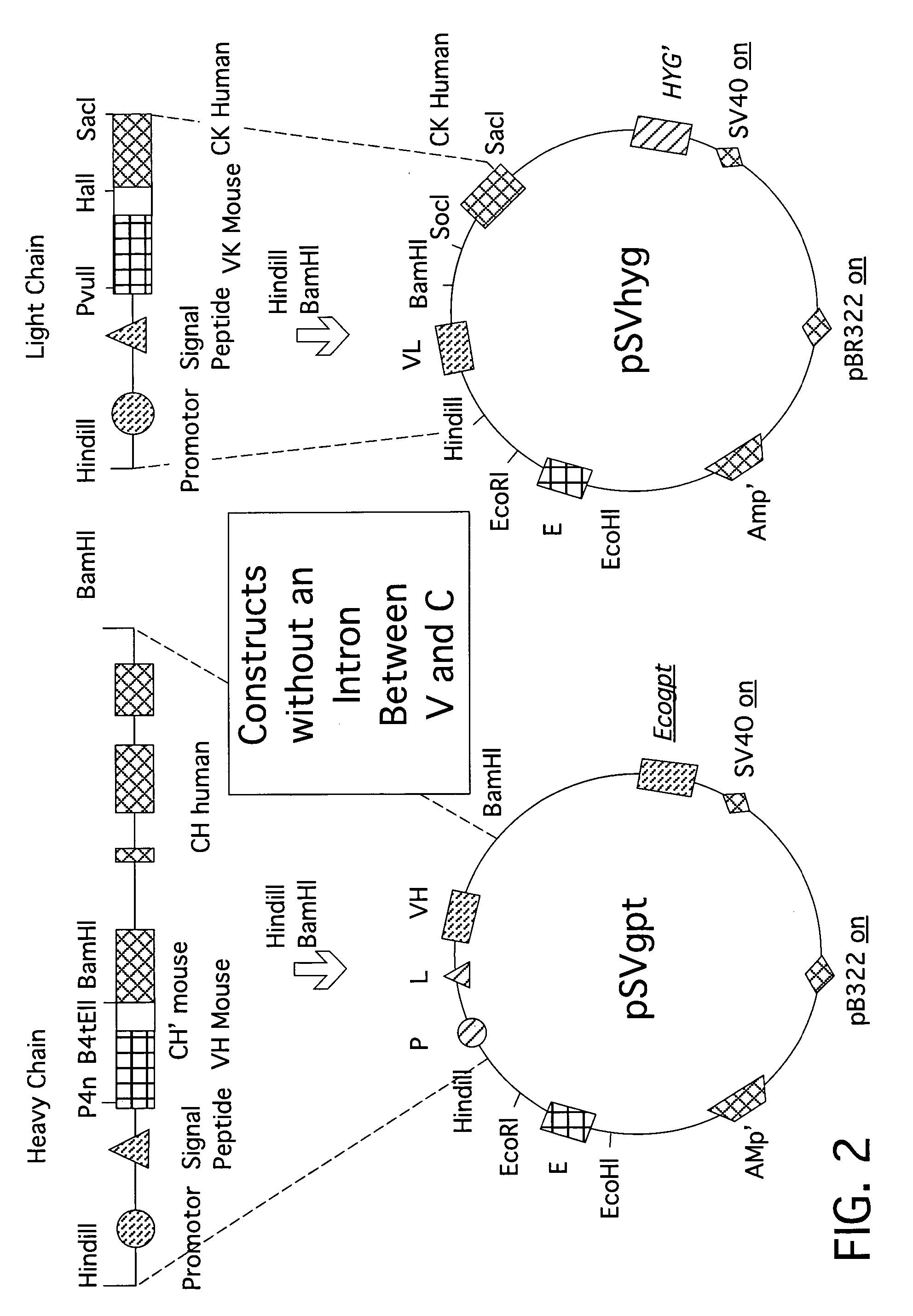 Recombinant DNA-molecule complex for the expression of anti-human-interferon-gamma chimeric antibodies or antibody fragments