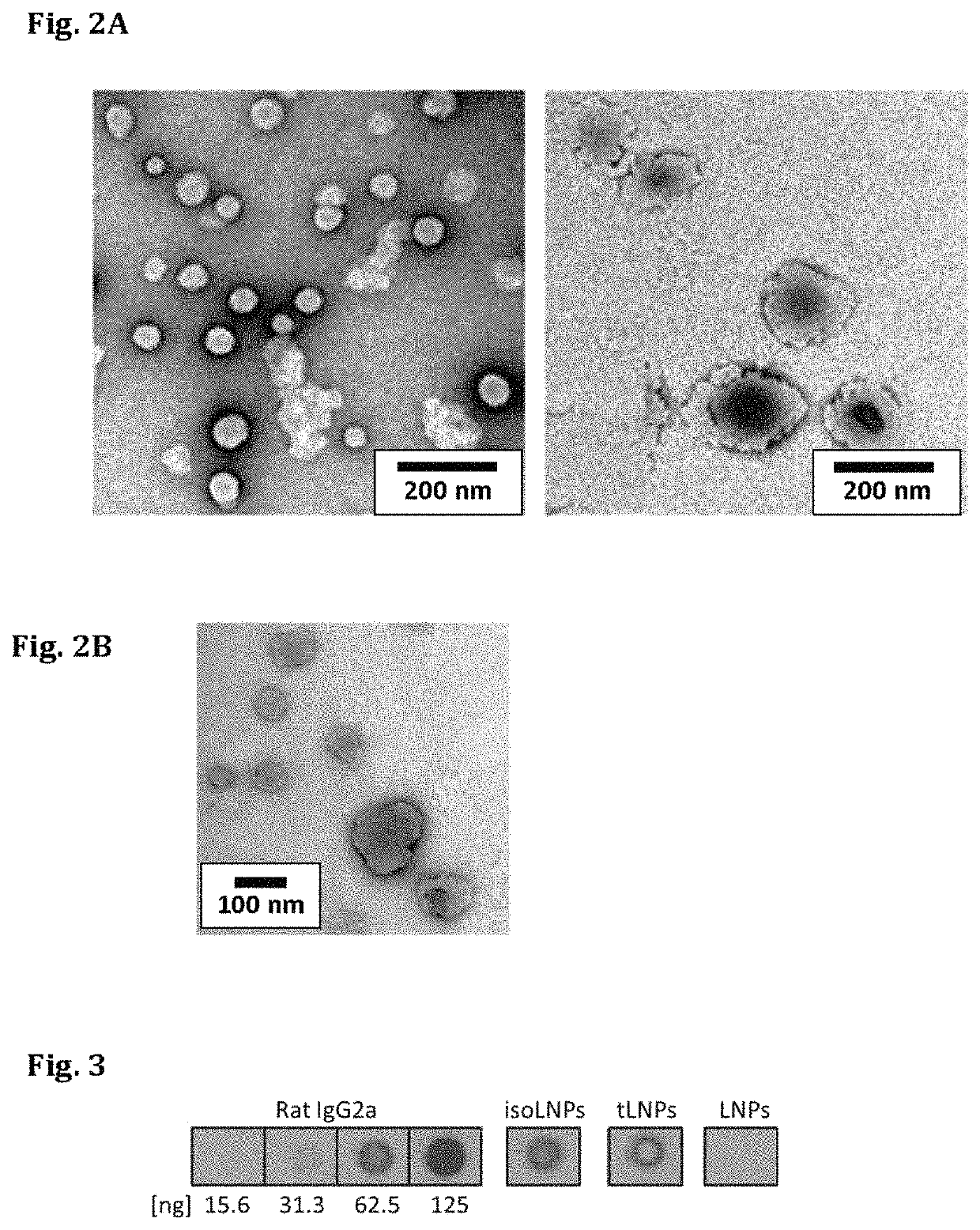 Targeted lipid particles for systemic delivery of nucleic acid molecules to leukocytes