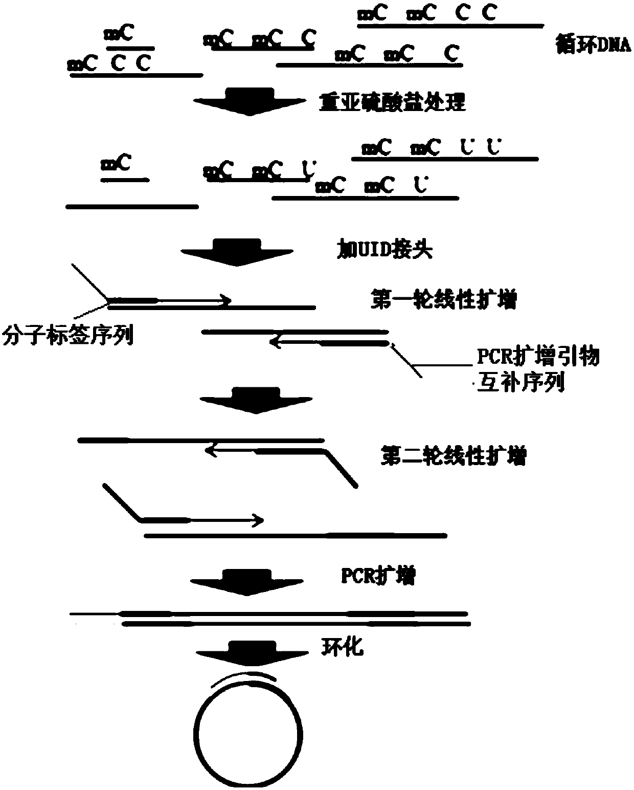 Method for constructing DNA (deoxyribonucleic acid) methylation library and application of method