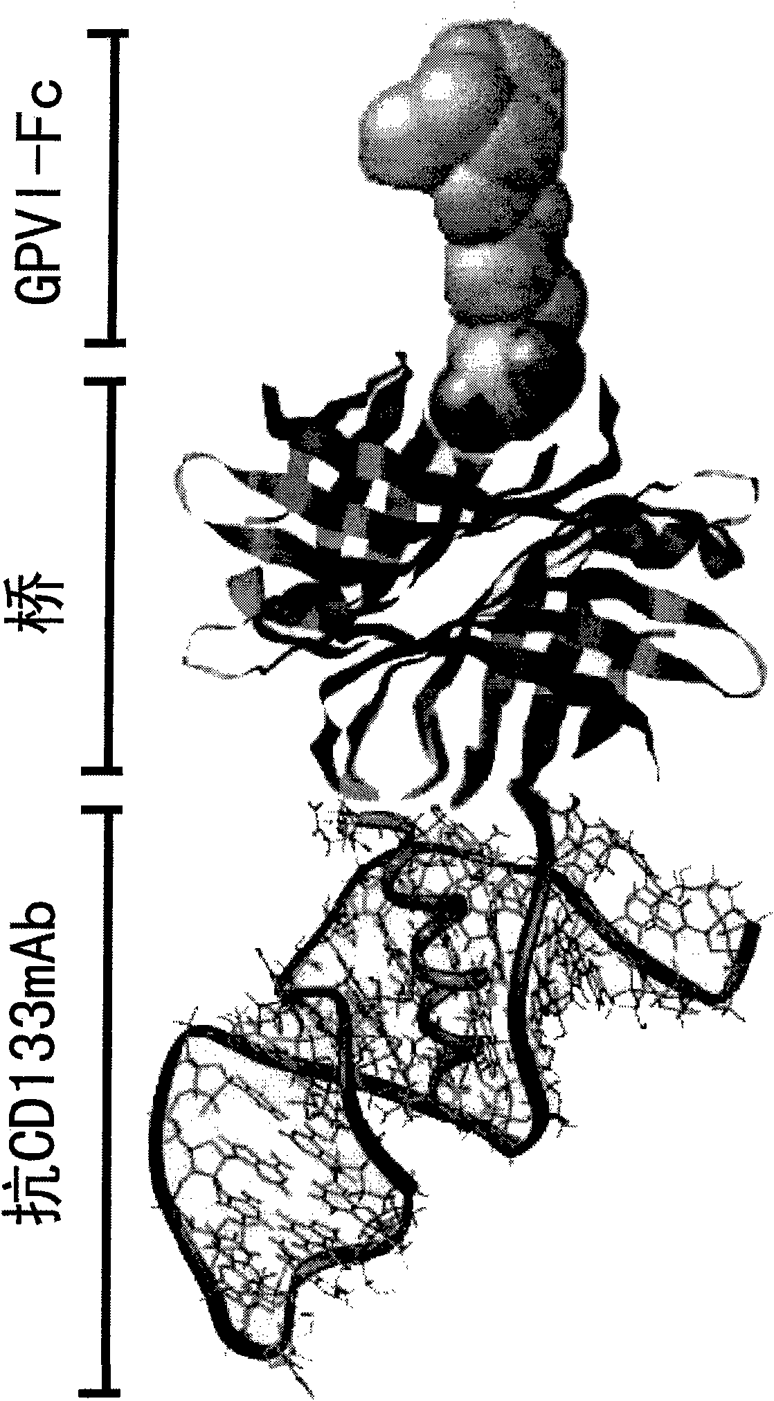 Bispecific fusion protein having therapeutic and diagnostic potential