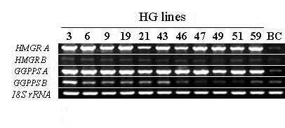 Method for enhancing content of tanshinone in salvia miltiorrhiza hairy root by double-key enzyme genetic transformation