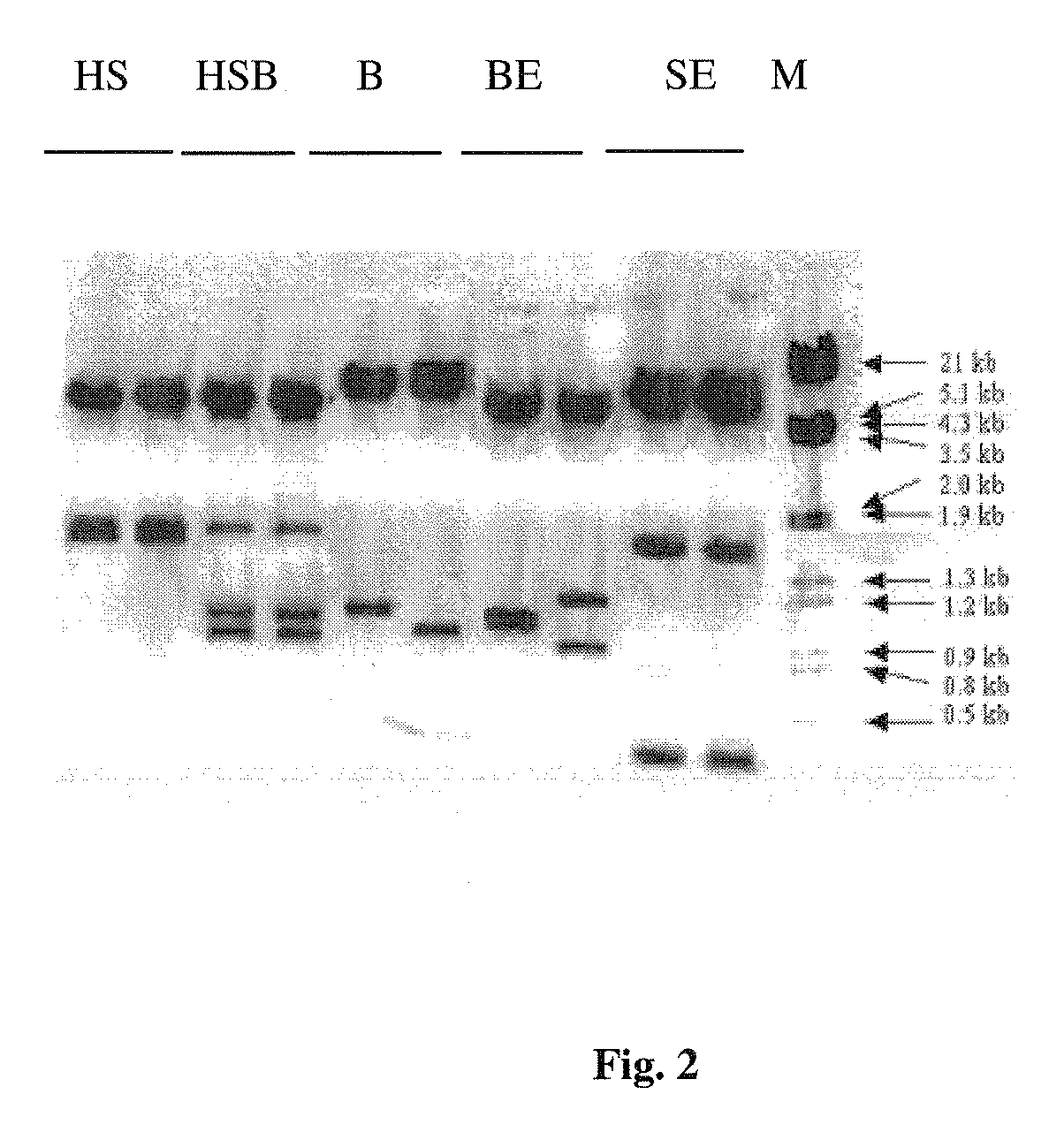 Transgenic sweet sorghum with altered lignin composition and process of preparation thereof