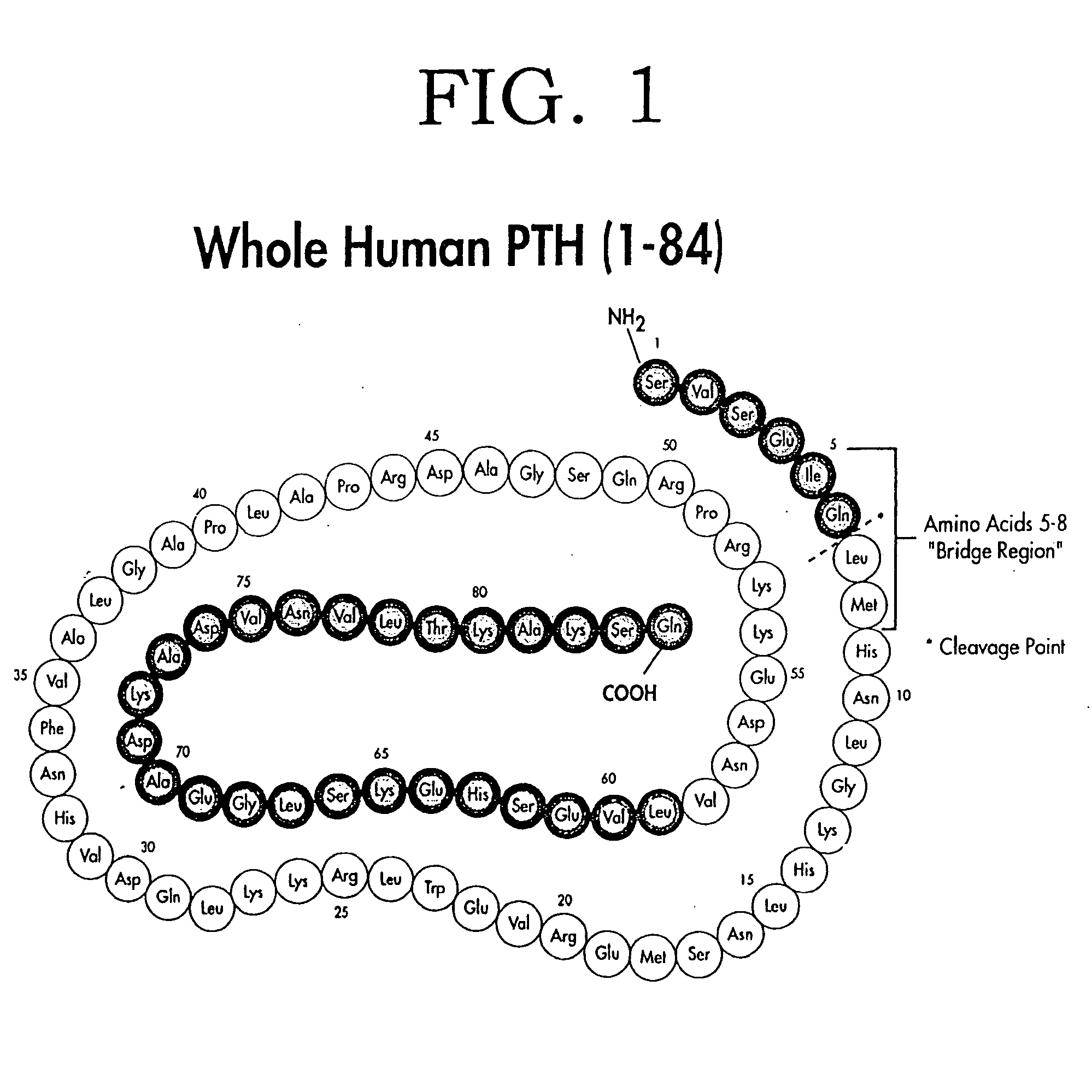 Methods for differentiating and monitoring parathyroid and bone status related diseases