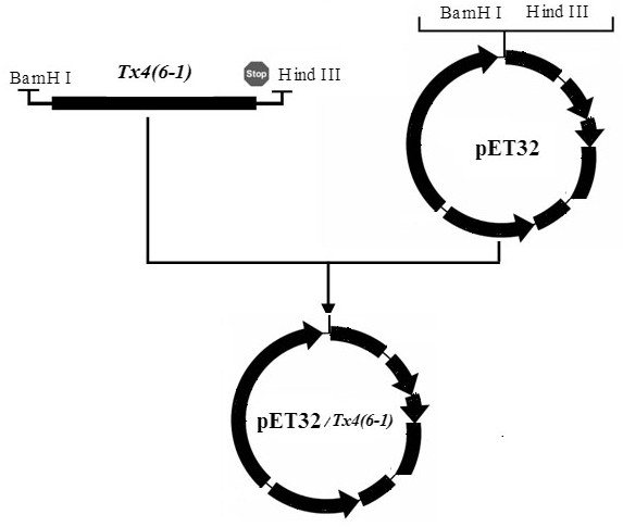 A kind of production method of toxin tx4 (6-1) unlabeled recombinant protein