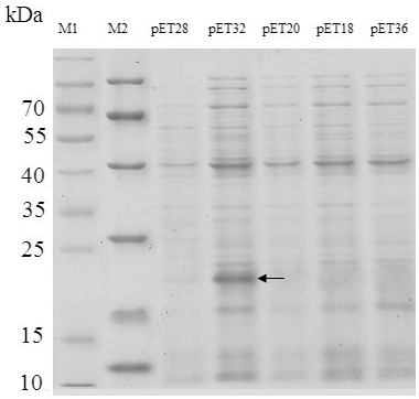 A kind of production method of toxin tx4 (6-1) unlabeled recombinant protein