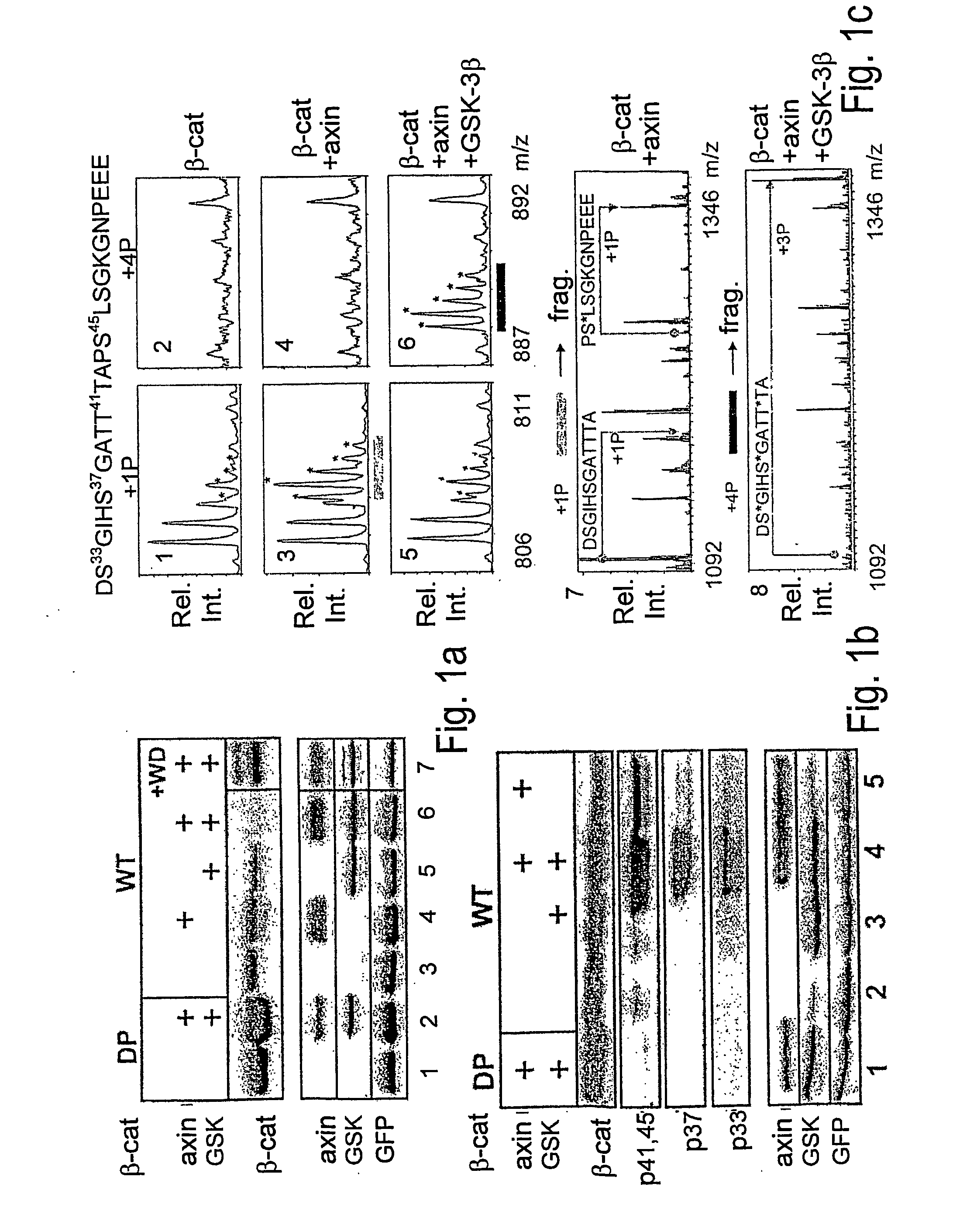 Methods and compositions for modulating beta-catenin phosphorylation