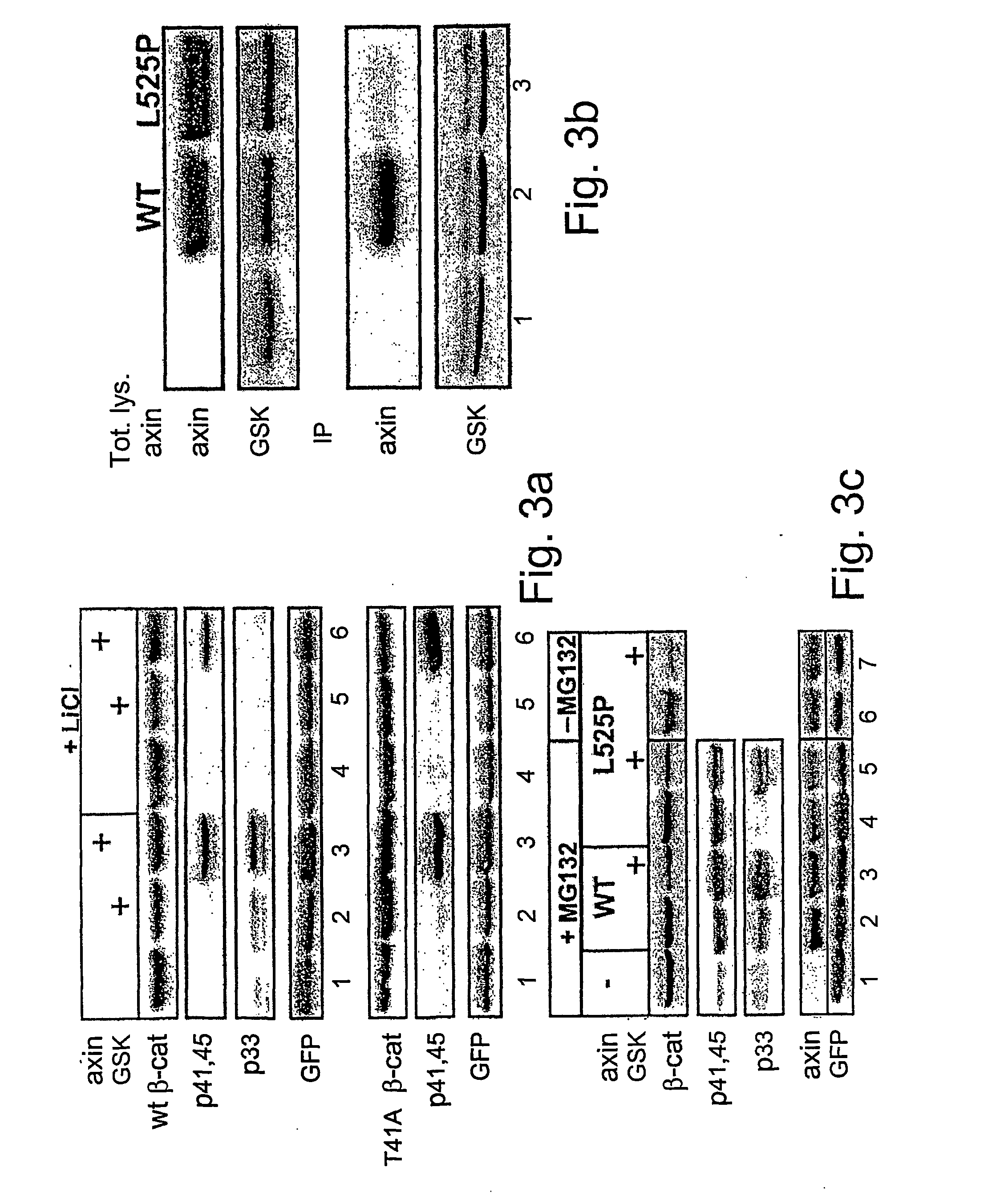 Methods and compositions for modulating beta-catenin phosphorylation
