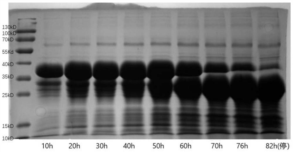 Production process for inhibiting degradation of recombinant human collagen by supplementing competitive protein