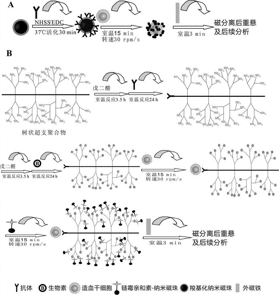 Method for separating hematopoietic stem cells from human peripheral blood