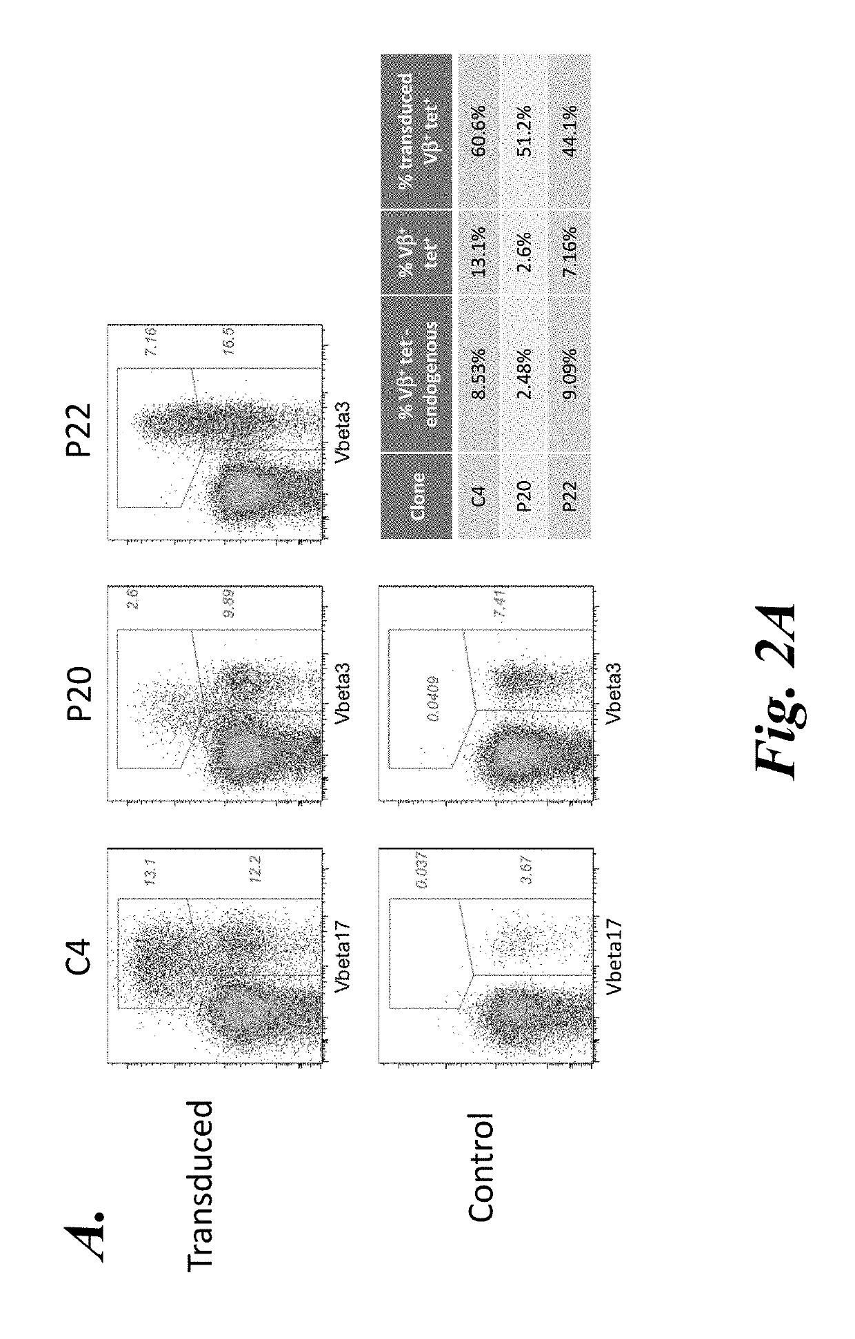 T cell immunotherapy specific for WT-1