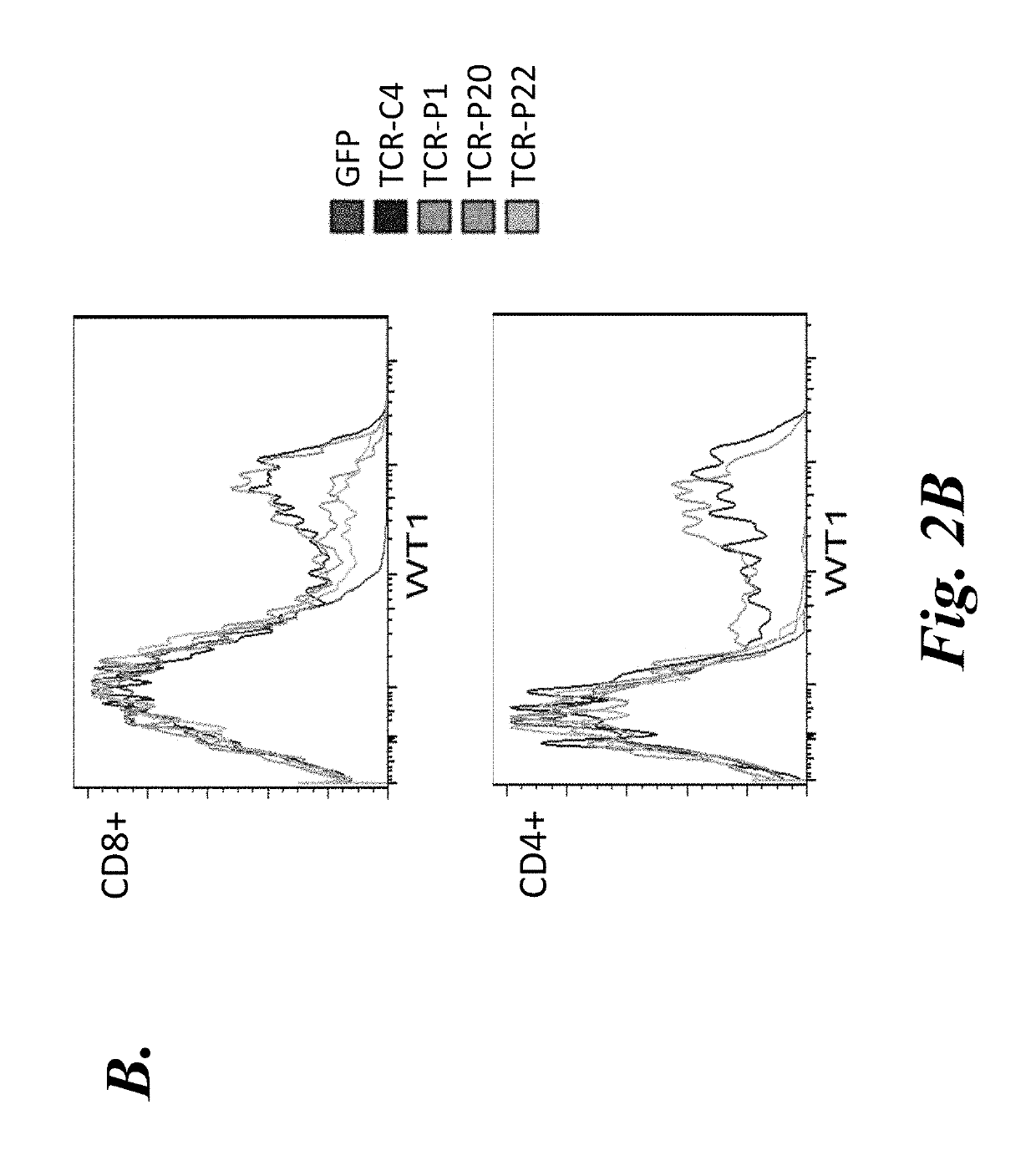 T cell immunotherapy specific for WT-1