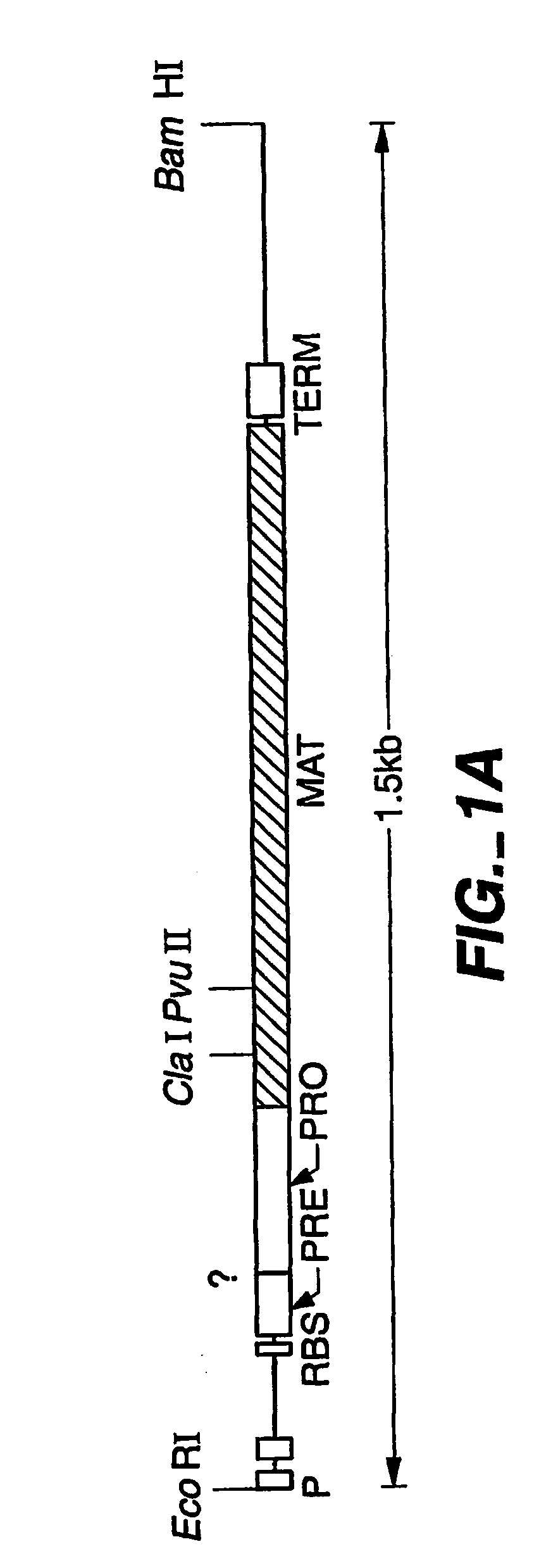 Protease producing an altered immunogenic response and methods of making and using the same
