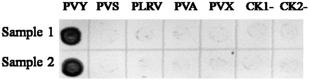 Hybridoma cell strain secreting potato-virus-Y-resistant monoclonal antibodies and monoclonal antibody application thereof