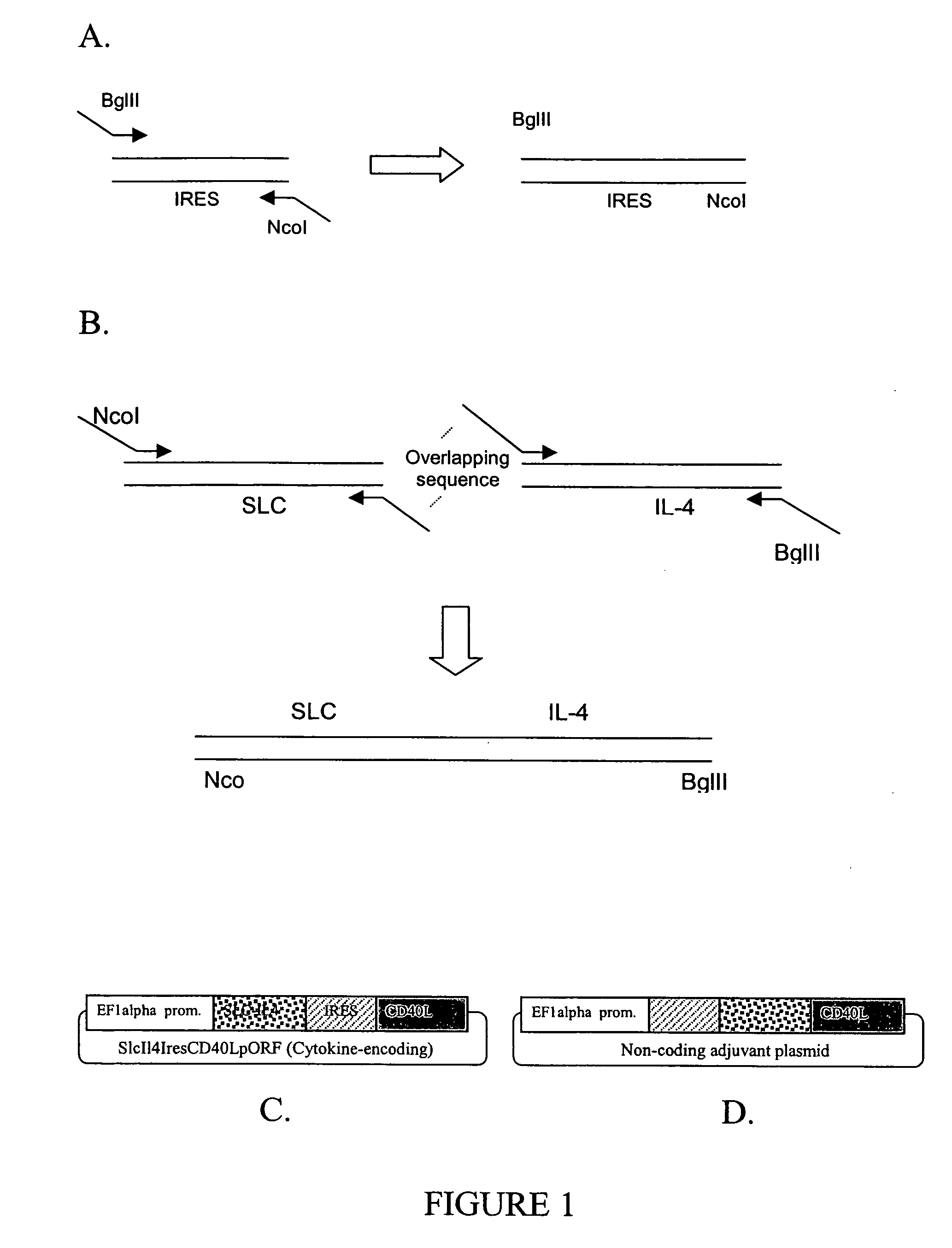 Bacterial plasmid with immunological adjuvant function and uses thereof