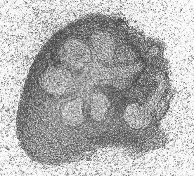 A method for obtaining submandibular gland of mouse embryo