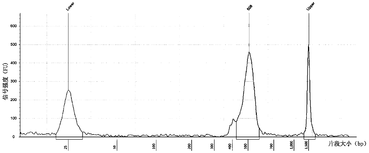 Primers, kits and methods for detecting human brca1 and brca2 gene mutations