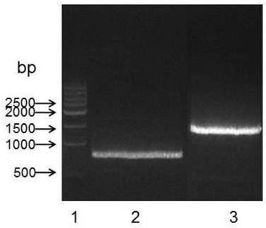 Anti-human CD26 antibody and application of anti-human CD26 antibody in detection kit