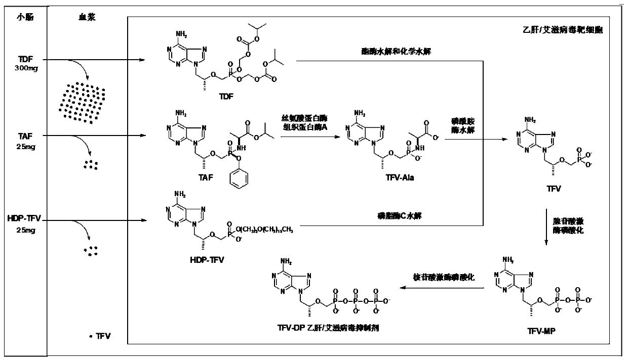 Tenofovir lipid monoester compound as well as preparation method and application thereof