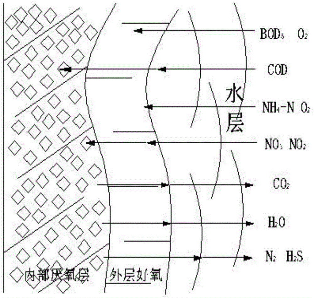 A method for treating sewage by using a biological fluidized bed