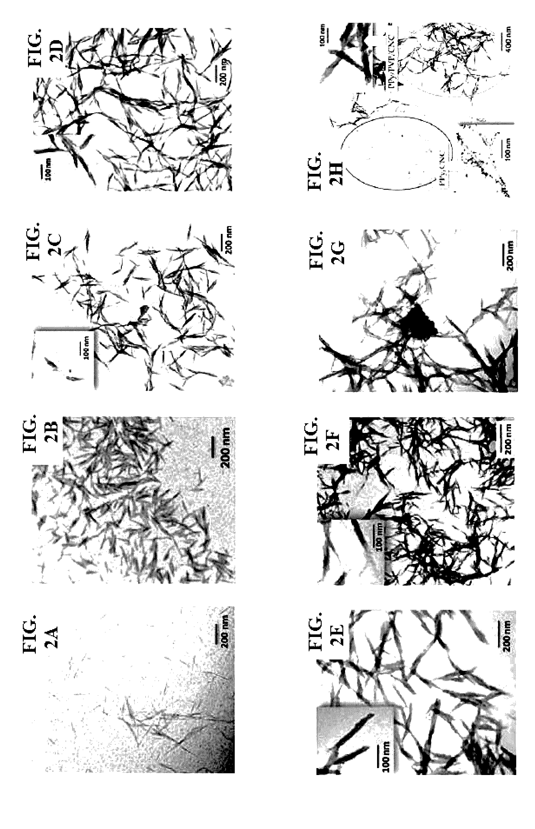 Conductive cellulose nanocrystals, method of producing same and uses thereof