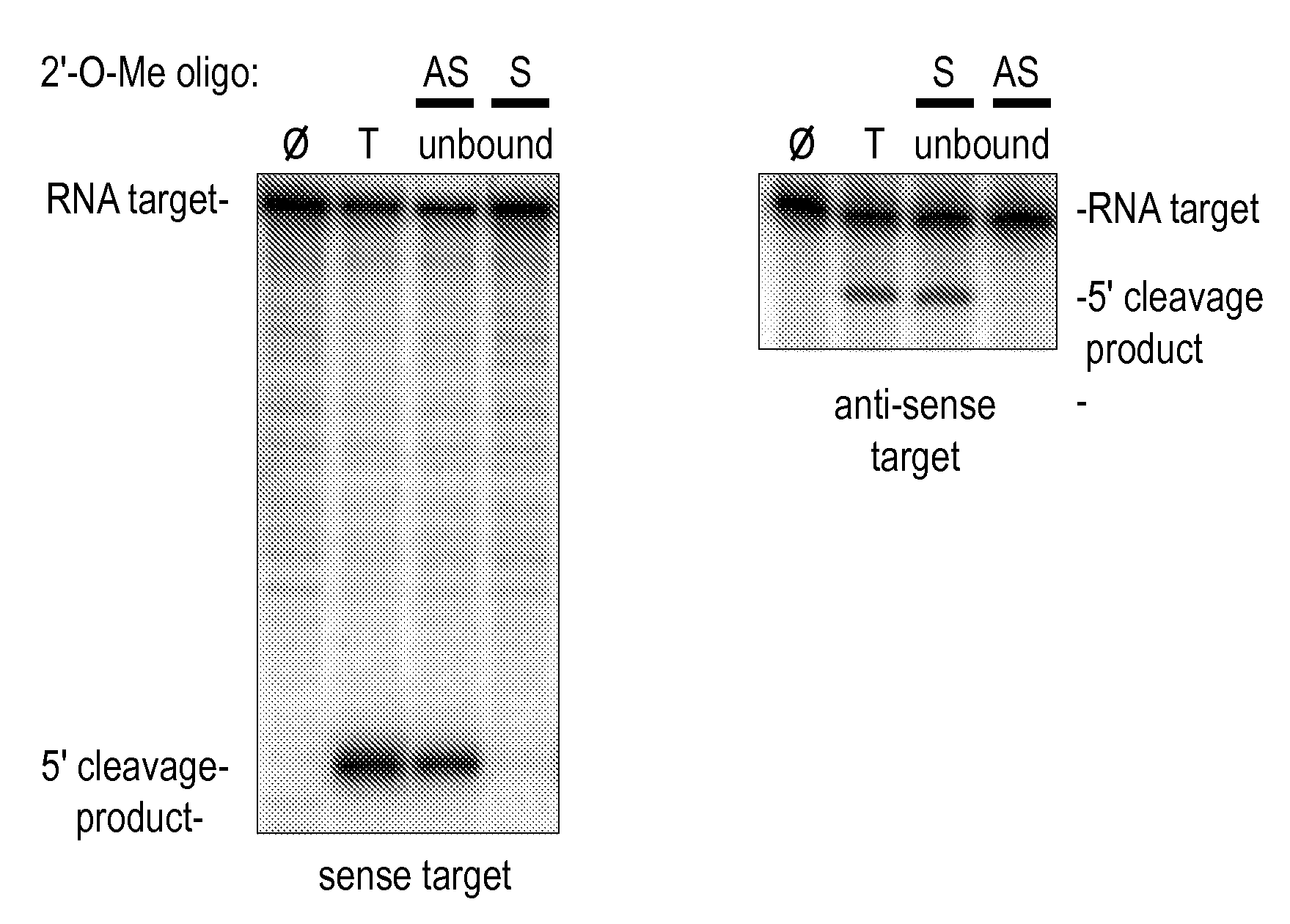 Sequence-specific inhibition of small RNA function