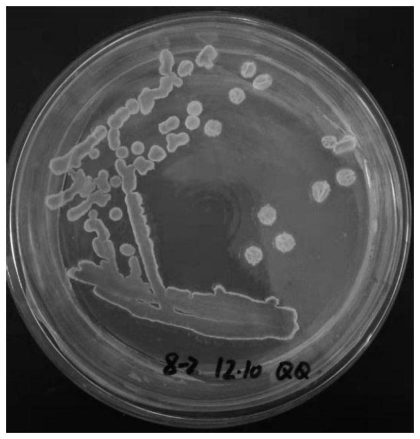 A strain of Bacillus subtilis with high yield of γ-pga and its application
