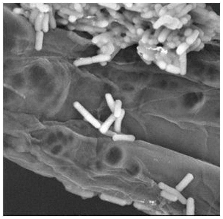 A strain of Bacillus subtilis with high yield of γ-pga and its application